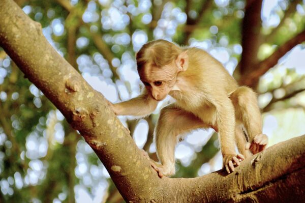 A young monkey with light brown fur is perched on a tree branch, looking down intently. The background is blurred with green foliage and dappled sunlight. The monkey's hands and feet grip the branch securely.